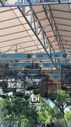 Inget neroko 🤣 #masteranburung #storikucaumania #muraibatuindonesia #royalmaestro #jasmineindonesia 