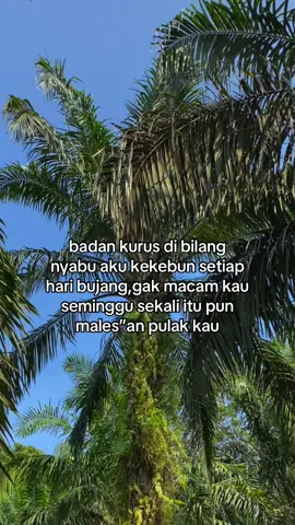 #fyp #sawitontiktok #🌴🌴🌴🌴 