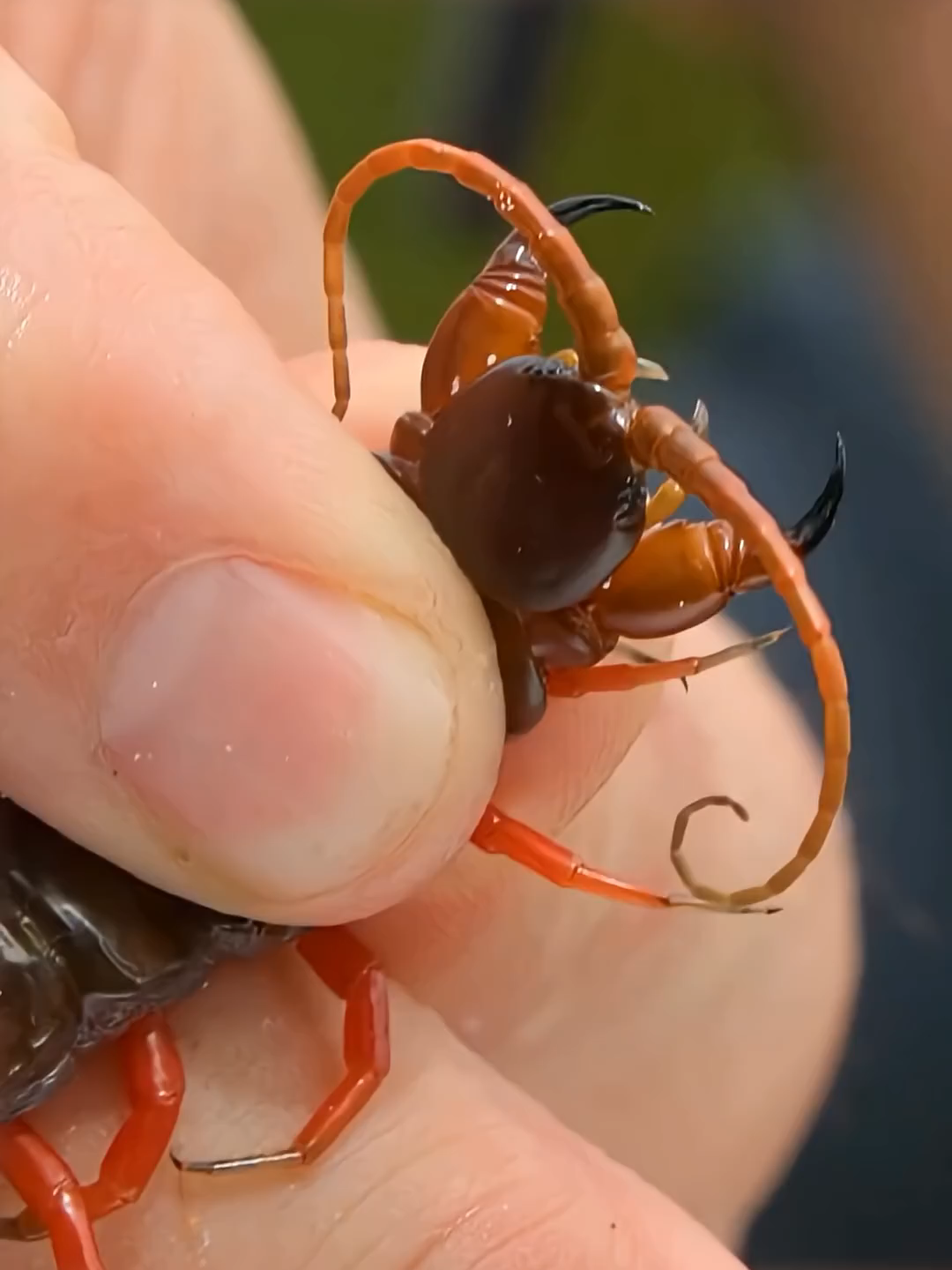 Most Aggressive Centipede 😰 By Wild Adventures#fyp #foryoupage #viralvideos #goviral #trending #tiktok #short