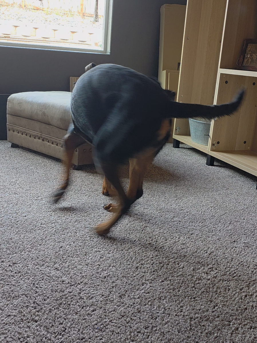 S.M.A.R.T Rottie! 😆 He's a mess.  #rottweiler #dogsoftiktok #rottie #funnydog  #funny 