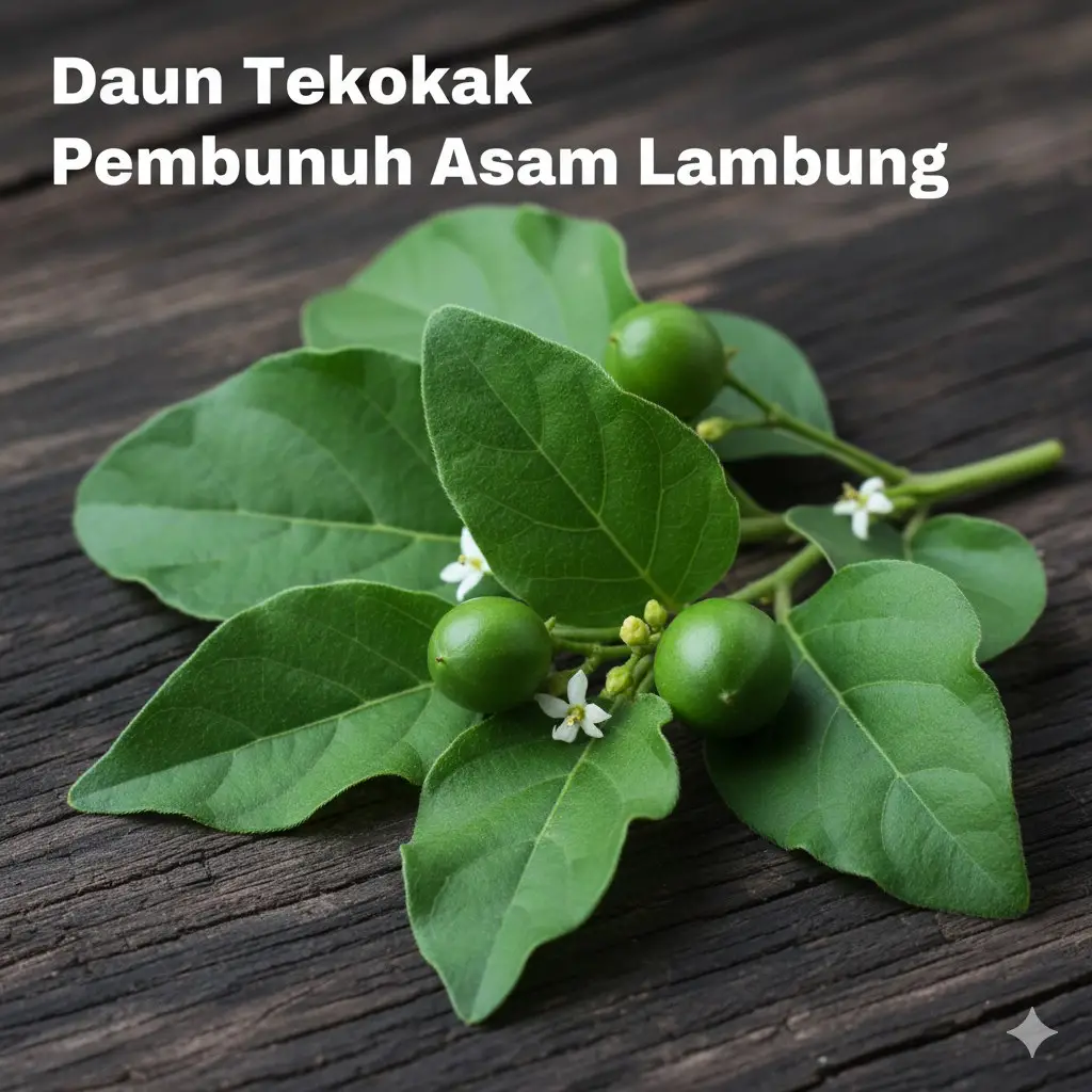 #dauntekokak #herbal #herbalalami #sehat #tekokak 