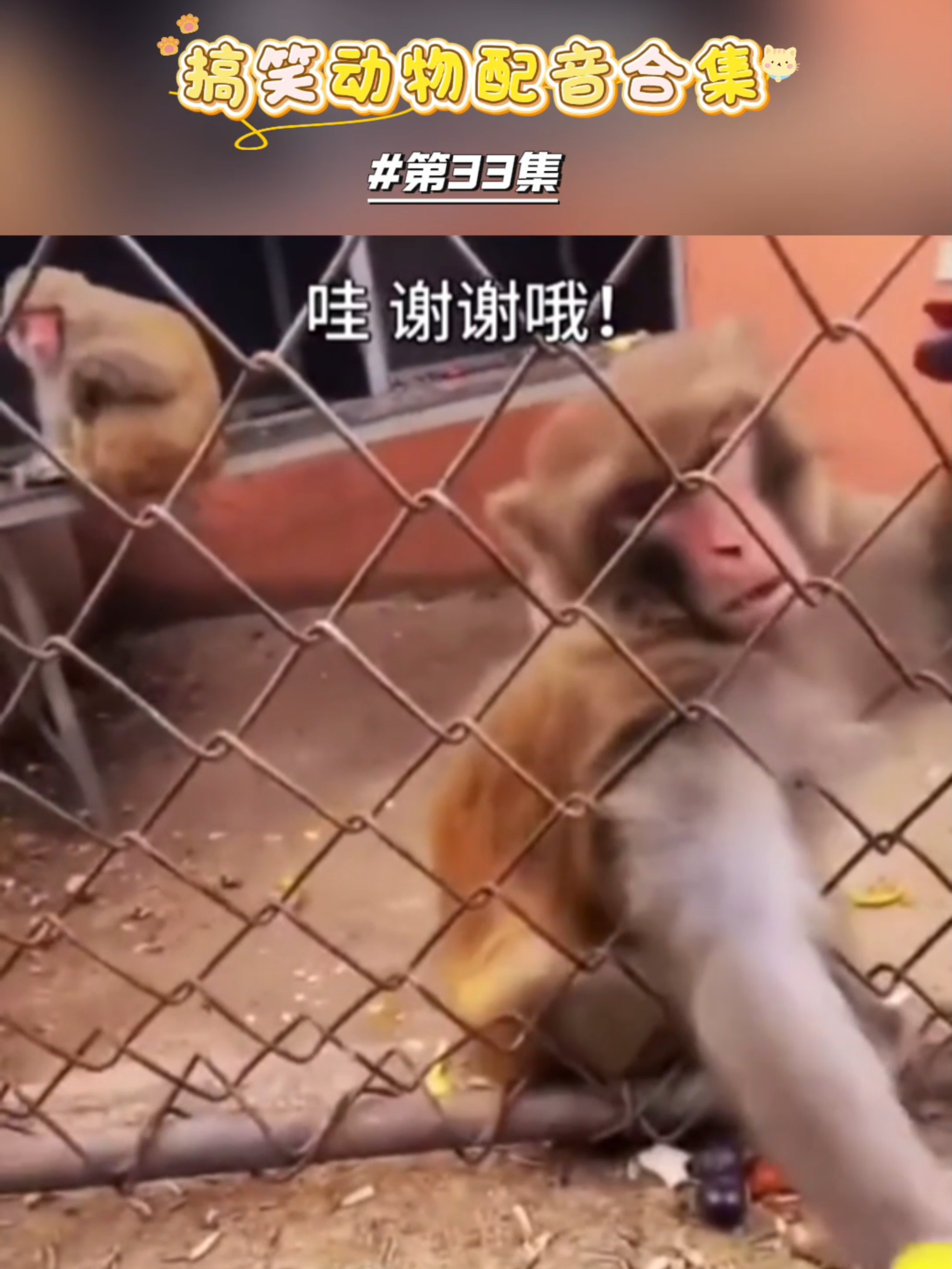 第33集 | 哈哈哈哈，要氣死了#动物配音 #搞笑配音 #搞笑 #foryourpage #fyp