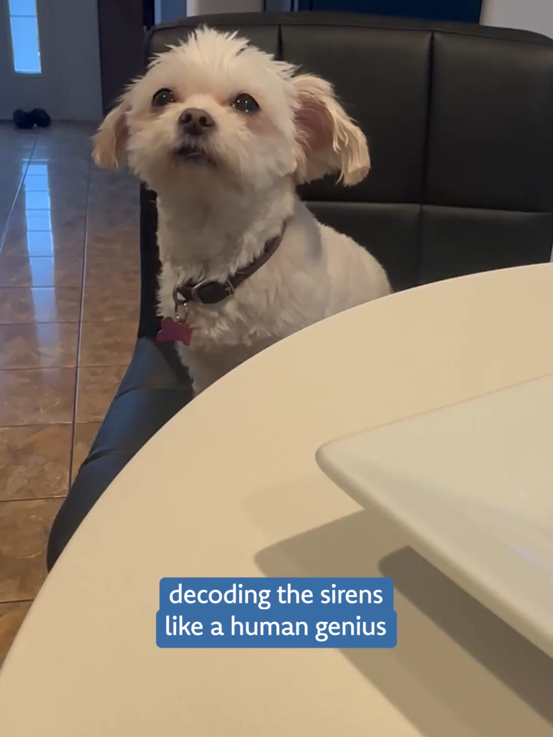 Those head tilts could solve mysteries #Doglife #cutedog #adorablepuppy