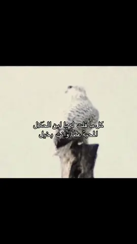 #foryoupage #B #طير #b #foryoupagе 
