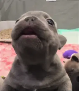 I AM PIBBLE🗣️🔥🥶😮‍💨 | absolute pibble | #fyp#pibble#pibbleedit#blowthisupforme#viral