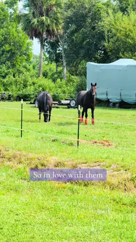 #whiskeyblackandco #horsesontiktok #horses #horsegirl #horsetok 