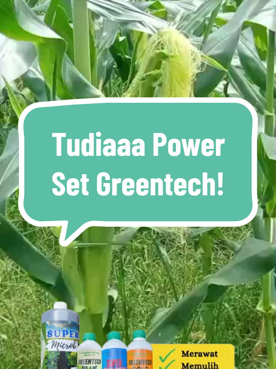 Tudiaaa pokok customer kita (En Shukor).. segar elok, takdak rahsia2, beliau hanya guna Set Greentech 4 dalam 1, ni hasil lepas pakai, pokok naik cepat, daun pun hijau cantik. Takkan hampa takmau lagi pokok laguni uii 🥵😍😍🔥 . #tanamjagung #jagung #SetGreentech #PertanianOrganik #bebasracunkimia 
