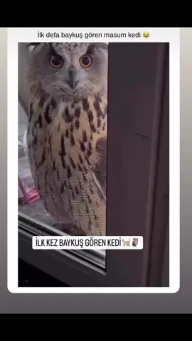 Ayyy Ölürüm  tipe  bak ya 😂😂😂😂😂😂😂 #kediler #tiktoktürkiyeailesi #fyppppppppppppppppppppppp 