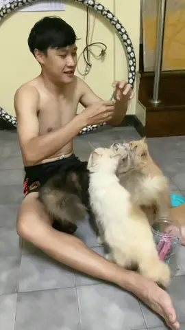 อันนี้แมวเลียหรือว่าแมวลุม 🤣 หิวอะไรขนาดนั้นน ลูกๆบ้านนี้ชอบมว๊ากก 😻 #แมว #แมวเลีย #อาหารแมวเปียก #อาหารแมว 