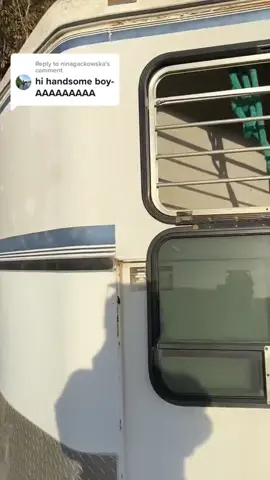Funny horse 🐎 #funnyvideos #funny #funnytiktok #fyp #horse #horsesoftiktok 