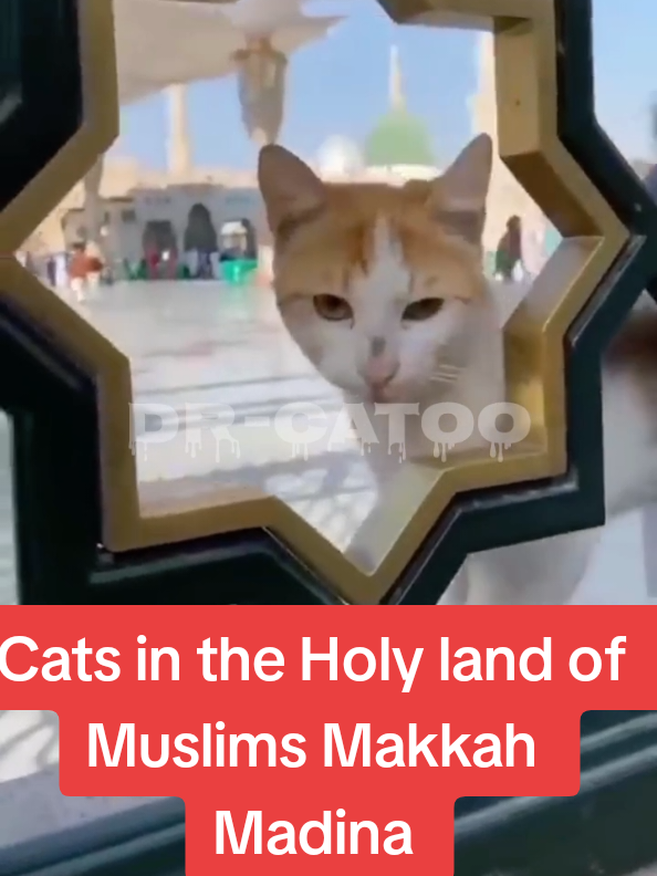 Cats in the Holy land of Muslims Makkah Madina  #makkah #madina #cat #fyp #capcut 