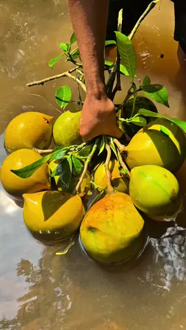 yellow sapote#fypシ゚viral 