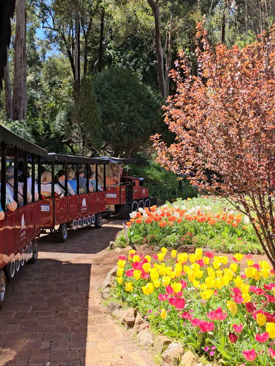Araluen Botanic Park #perth #spring #flowers #tulips 