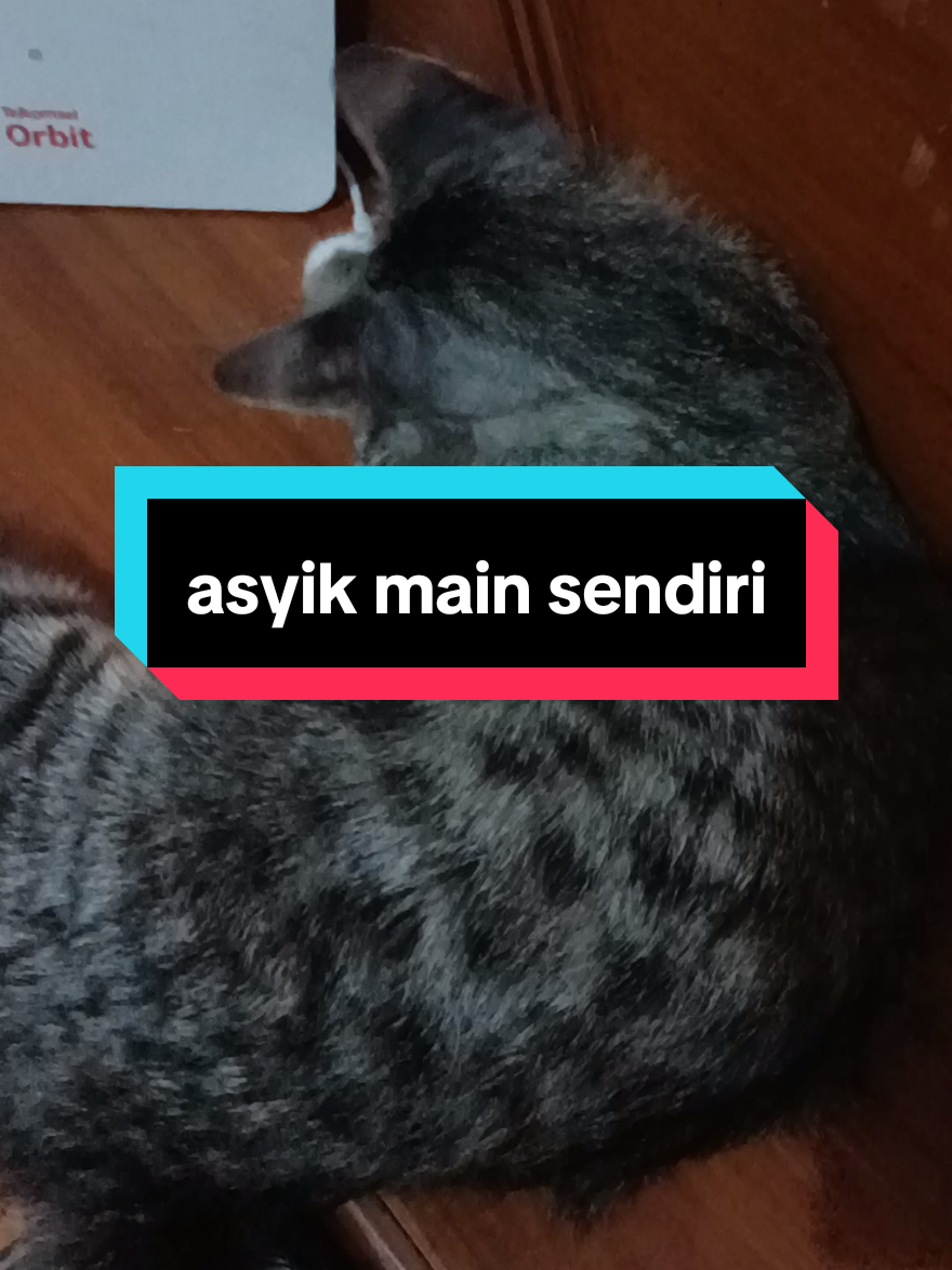 ada saatnya anabul itu menghibur diri sendiri #kucingrescuejalan #foryoupage #100kview #viraltiktok @tiktok creators 