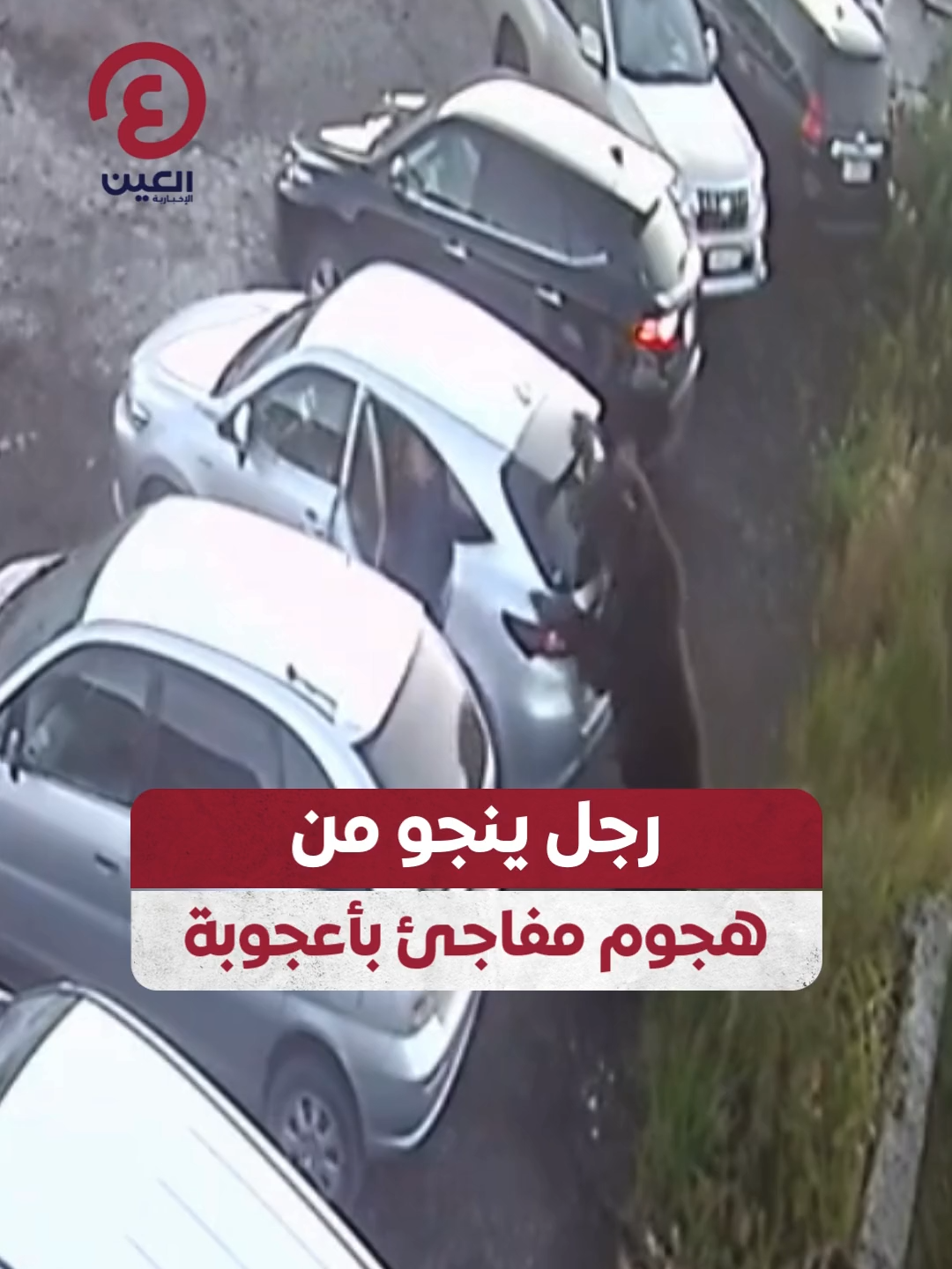 قفز إلى سيارة للهرب.. رجل ينجو في اللحظة الأخيرة من هجوم مفاجئ لدب في #روسيا #عينك_على_العالم