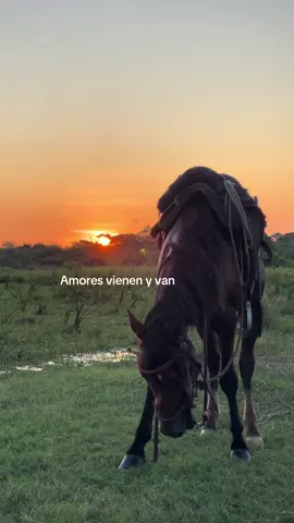 Amores vienen y van enamoran a los humos#llanera #caballos #llano @Yessic Lozada @C.M 🥷🏼 