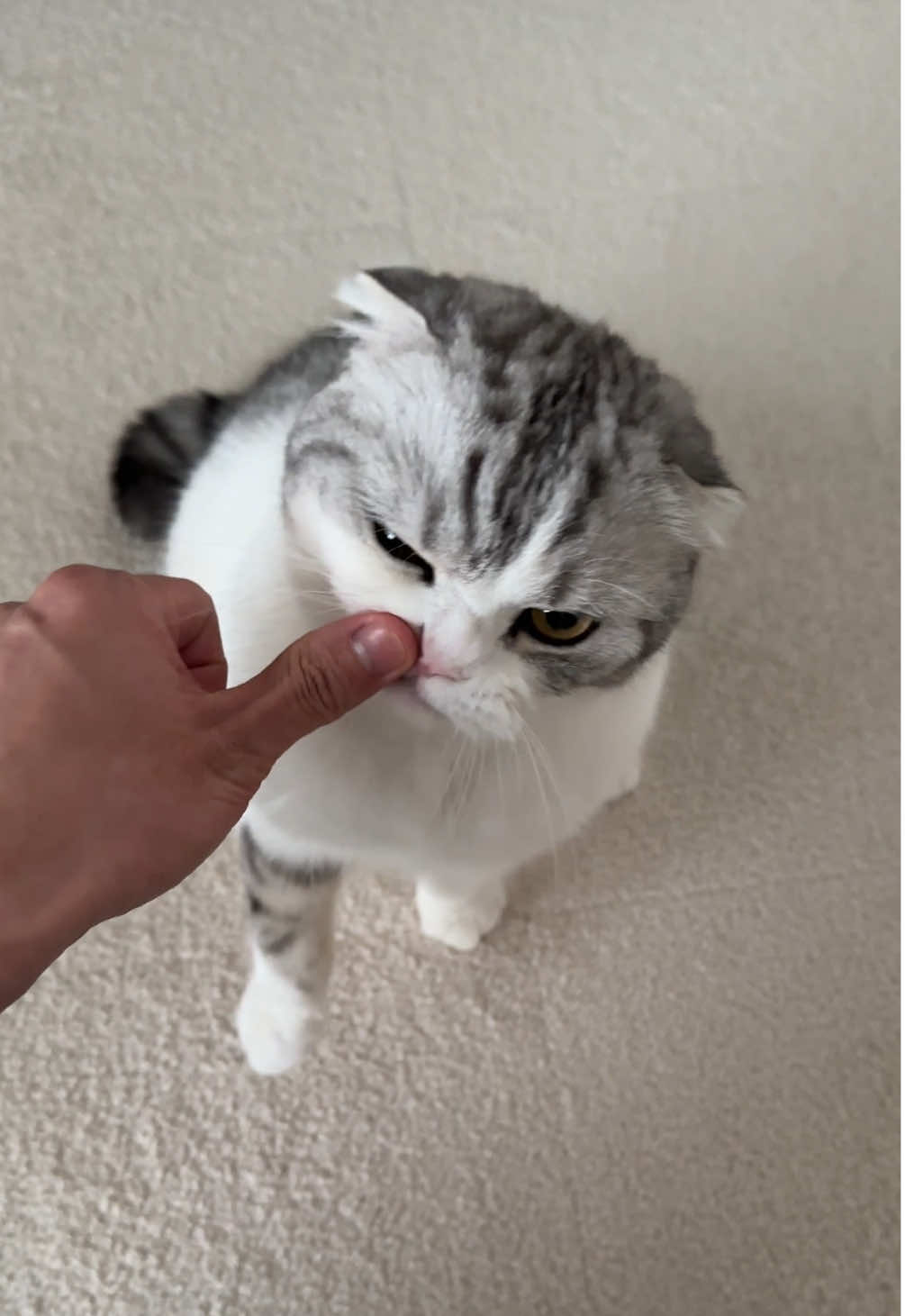😼#cat #猫 