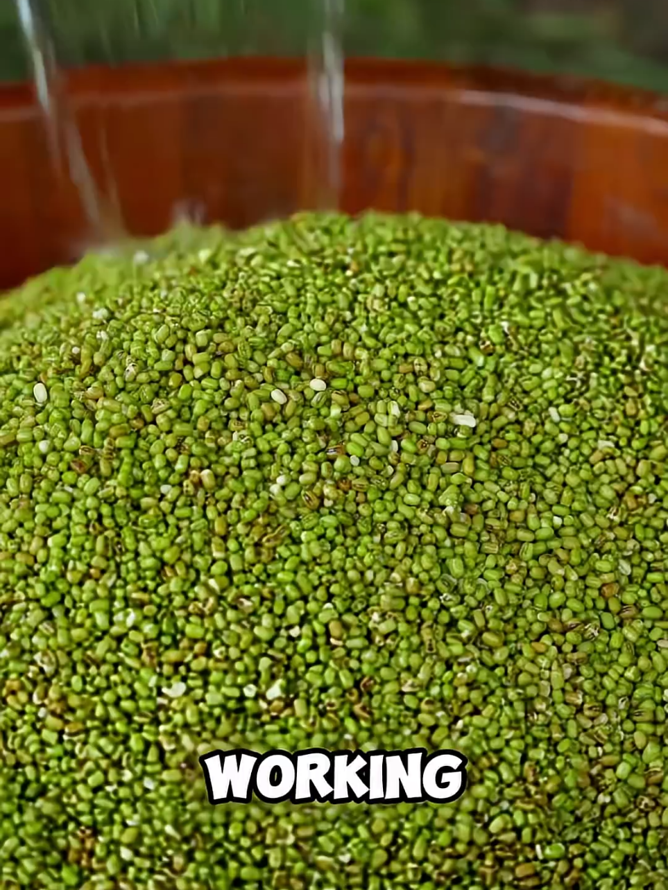 Bright green mung beans are ground, soaked, and steamed into delicate jelly sheets, then sun-dried until wrinkled and translucent. Served cold with shredded vegetables and chili oil, liangfen is a light, chewy dish enjoyed for generations during China’s hottest months. #liangfen​ #mungbean​ #china​ #rural​ #traditional​ #handmade​ #summerfood 