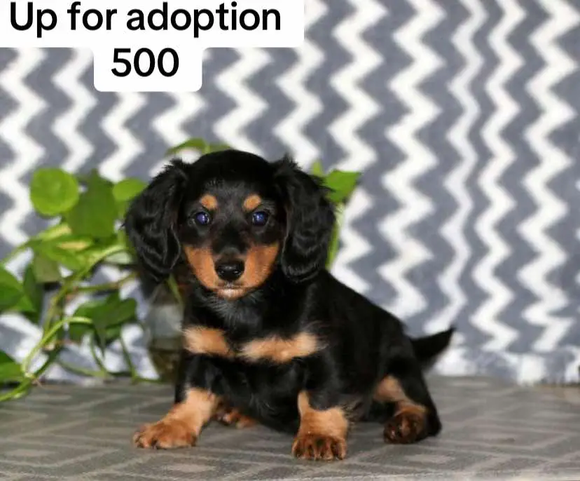 Meet your new BFF. Rosa!  This adorable Dachshund puppy is vet checked & up to date on shots & wormer.  She is AKC registered , plus comes with a health guarantee provided by the breeder!  Rosa is well socialized & currently being family raised with children! #dachshundsoftiktok #dachshund #dachshundaddict #dachshundlife #puppy #puppytiktok #puppylife #dog #dogs #dogsofttiktok 