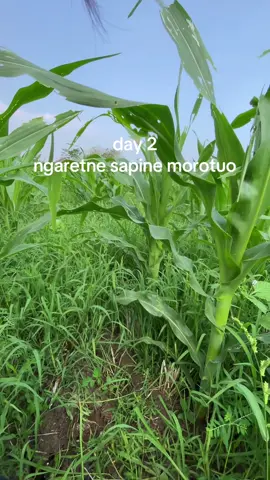 Ngret part 2 🤭#fypage #fyp #sobatngaret #sabilfarm #blitar24jam 