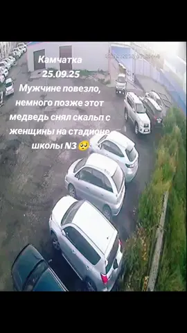 #медведь  #камчатка