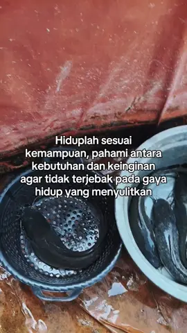 Indukan lele Sangkuriang #budidayaikanlele #perikanan #peternaklele16 #ikanlele #induklelesiappijah 