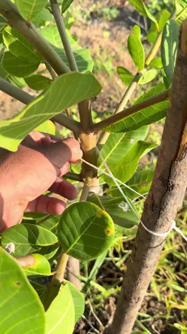 Dicas pra quem planta caju  #agro #agriculture #agronomia  Cajueiro  26kg de potassio 60kg de amônia 30l de calda