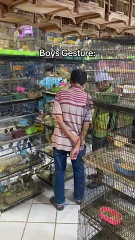 namanya juga hobby, harus fokus #kicau #pasarpramuka #hobby #boyswillbeboys 