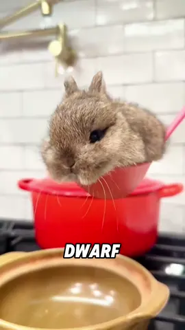 Cute dwarf rabbit #tiktok #animals #cute #rabbit #foryou #fyp 