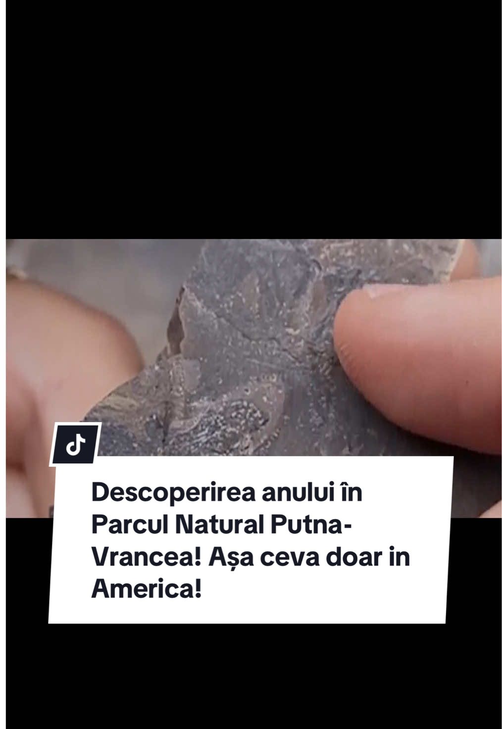 Descoperirea anului în Parcul Natural Putna-Vrancea! Pădure pietrificată, fosile de pești de pe vremea dinozaurilor! Așa ceva s-a mai găsit doar în SUA!#focusnews #putna #vrancea#descoperire 