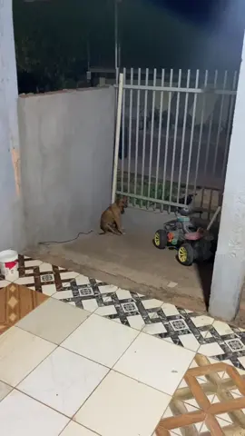 Caramelo vai pra uma nova casa kkk #caramelo #dog #viral 