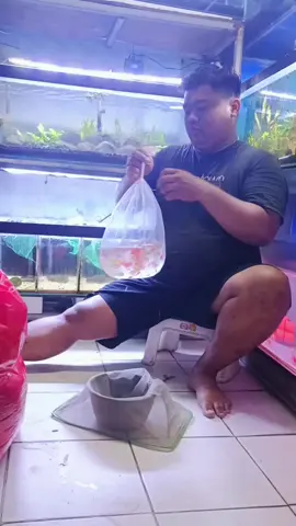 udah bener di bongkar besok aja aturan 😞 #fyp #fypシ #ikanhias #aquascape #CapCut 