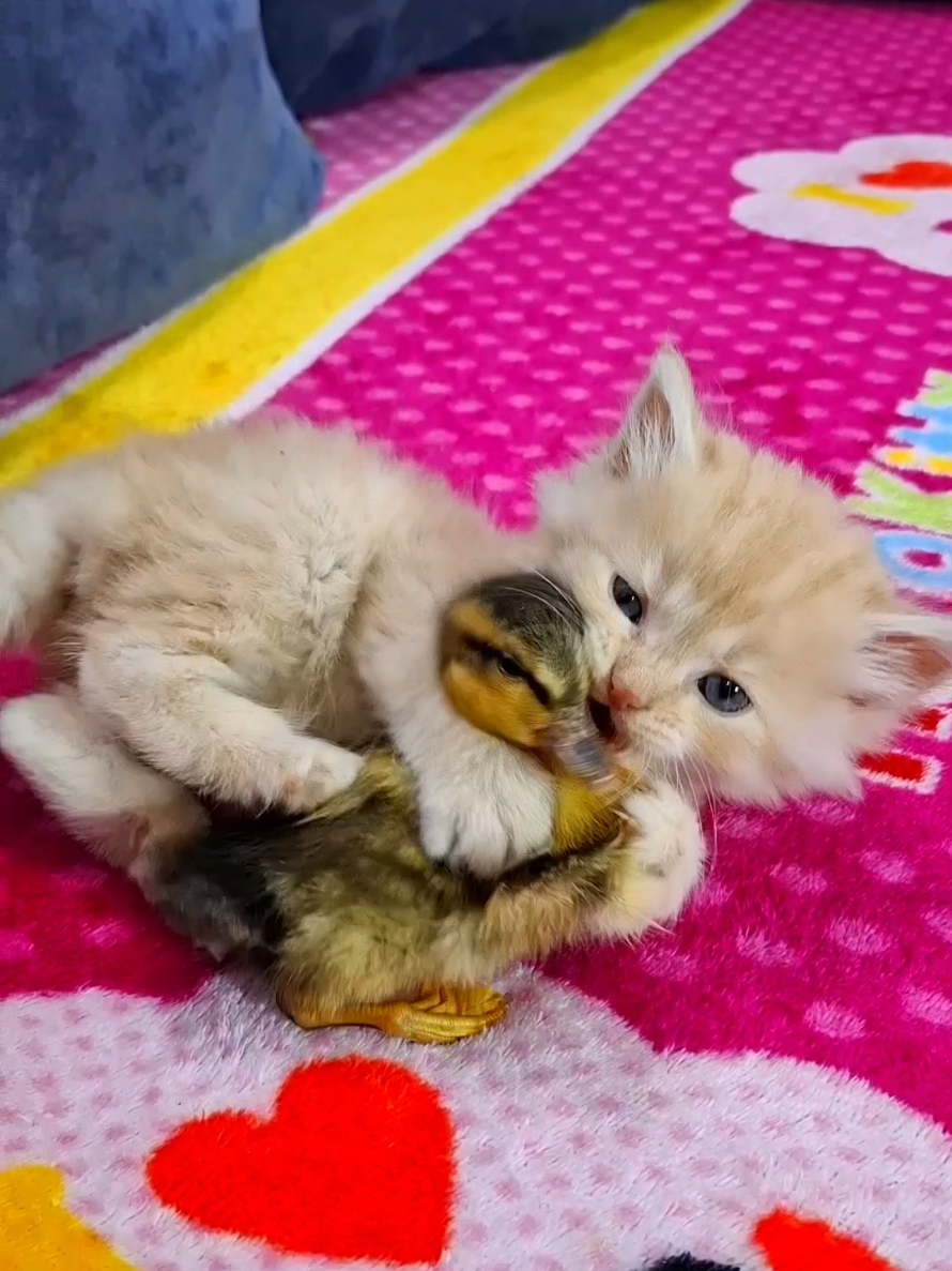 cat with duckling funny  #kitten_and_duckling_funny #funny_animals #funny_kitten #funnycatvideos #meow_cat 