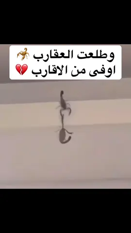 وطلعت العقارب 🦂 اوفى من الاقارب 💔#اللحن_الحزين💔 #اللحن_الحزين💔😴 #مشاغب_نجران #نجران_الان #اكسبلورexplore @اللحن الحزين✔️ 