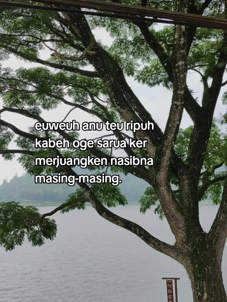 Bahan-bahan  25 menit  6 porsi 100 gram tepung terigu 25 gram tepung beras 1 sdt garam 1/2 sdt merica 1/2 sdt ketumbar 2 siung bawang putih 1 butir telur, kocok asal (boleh skip) 100 gram wortel, potong bentuk korek api 50 gram tauge, buang ujungnya 100 gram kol, iris tipis 1 batang daun bawang, iris tipis 75 ml air matang 100 ml minyak untuk menggoreng Cara Membuat 1 Haluskan bawang putih, garam, merica, ketumbar, masukkan kedalam campuran tepung terigu dan air, aduk rata. Tambahkan telur kocok (boleh skip), daun bawang dan semua sayuran. Aduk lagi. Maaf fotonya aduh berantakan.... 2 Panaskan minyak goremg dalam wajan. Sendokkan adonan ke dalamnya. Goreng sampai matang, bolak balik. 3 Angkat. Tiriskan minyaknya dengan tissue dapur. Sajikan dengan cabe rawit atau sambal saus. 4 Baru dihidangkan, tumpukkannya berkurang cepat hi hi.  #sundapride #fyp #4u #xybca 