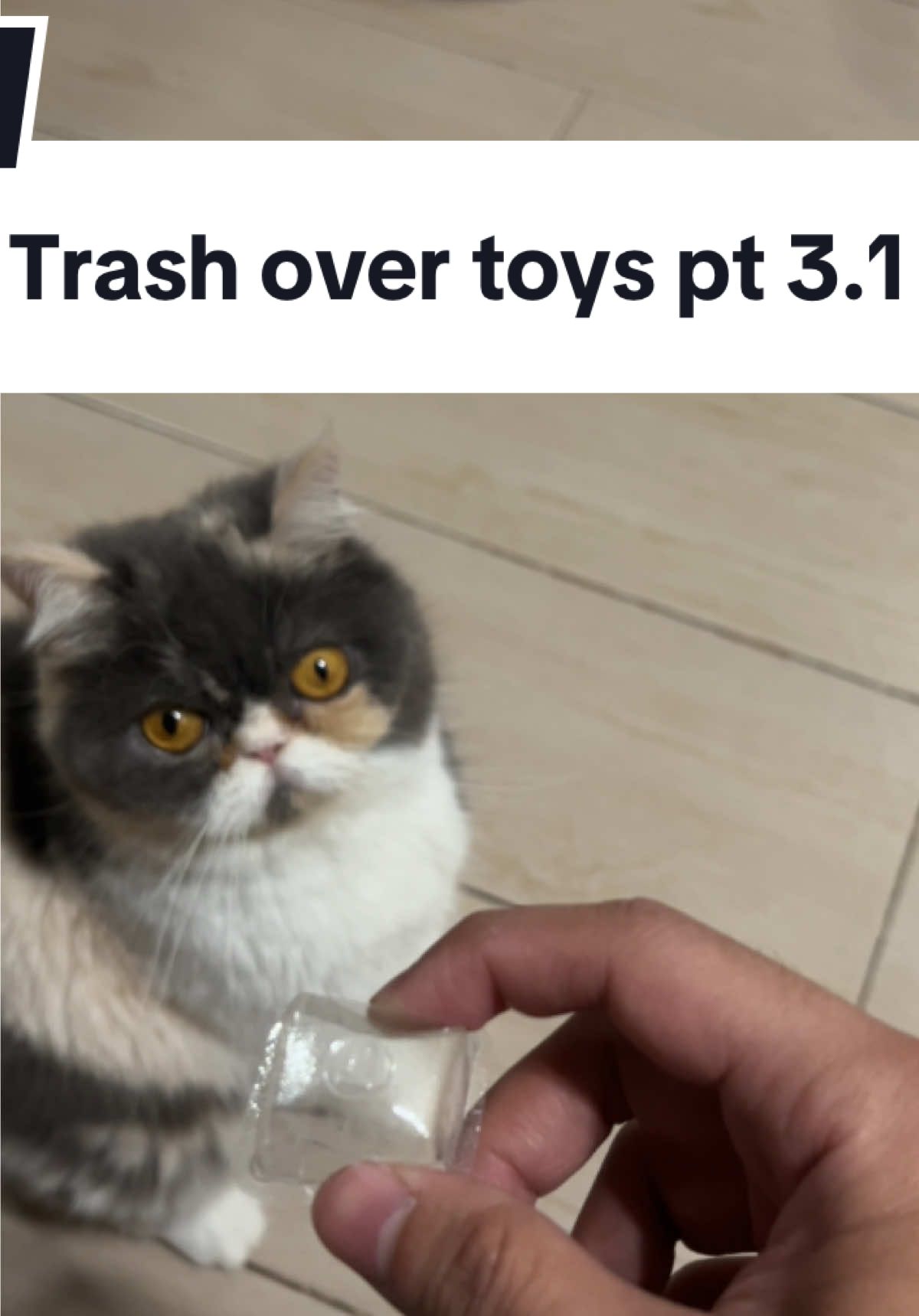 Trash over toys pt 3.1: Pranking the prankster using the plastic trolli burger holder 😹😹✌🏻✌🏻 #cat #foryoupage #PetsOfTikTok #cattok #petlover 
