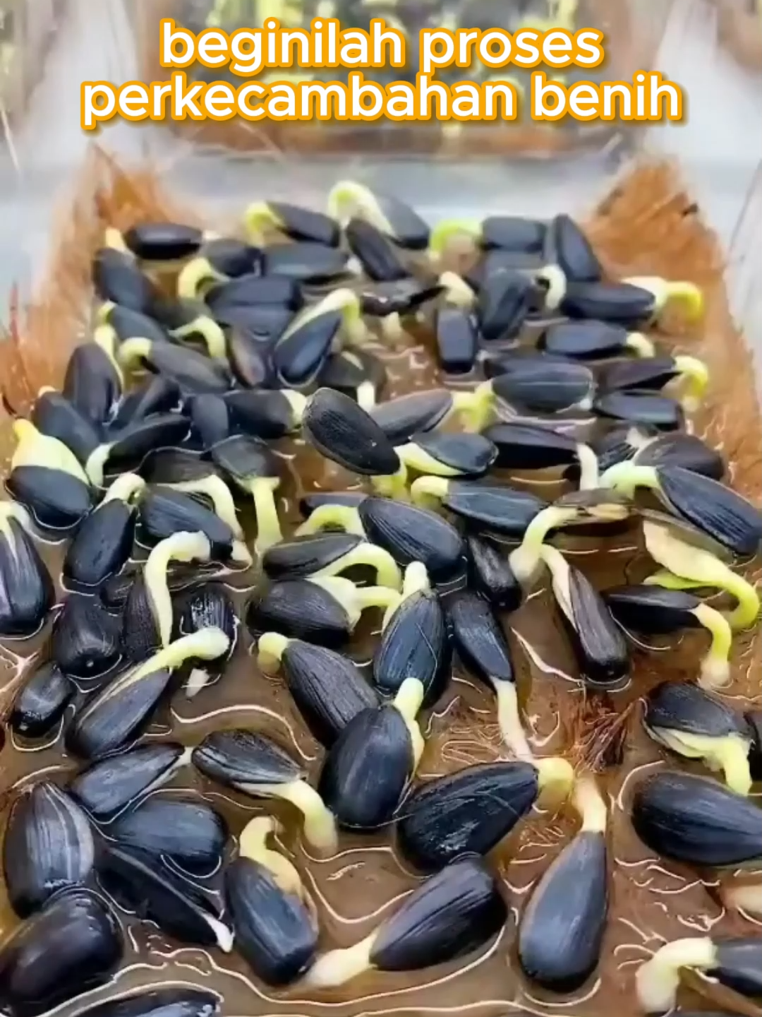 perjalanan tumbuhnya biji #berkebun #gardening #garden #menanam #fyp