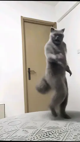 👀💃#ai #dance #funny #cat #funnyvideos 