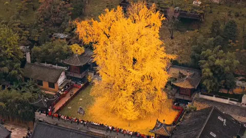 “李世民 亲手为长孙皇后栽的银杏树 1400年依旧耸立着” 