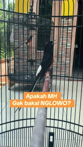 Murai MH (muda hutan) juga bisa ngelowo, walaupun umumnya lebih sering terjadi pada murai mapan atau yang sudah lama dirawat. Pada MH, ngelowo biasanya muncul karena: 1.Adaptasi & stress → burung belum jinak, merasa terancam, jadi ngembangin bulu buat terlihat garang. 2.Over birahi dini → meskipun masih muda, kalau EF kebanyakan + jemur berlebihan, birahinya bisa naik dan keluar perilaku ngelowo. 3.Emosi tinggi → MH umumnya masih liar, gampang terpancing lihat burung lain. 4.Kurang mandi / umbaran → energi berlebih jadi dilampiaskan dengan ngelowo. ⚠️ Bedanya dengan murai mapan, kalau MH ngelowo biasanya lebih ke gabungan emosi + stress, bukan murni birahi tinggi. #muraibatu #kicaumania #muraibatumania #kicaumaniaindonesia #fyp 