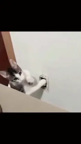 gatitos✨#viral #meow #tiktok #cats 