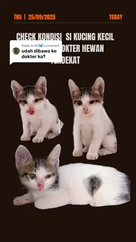 Replying to @Nit🦋  Halo Kakak-kakak Sayang.. Tadi siang pukul 11:30an aku udah bawa Si Mpus Cilik ini ke Klinik Drh terdekat yaa.. Ditangani okeh Drh Yani, beliau jelaskan kondisi 