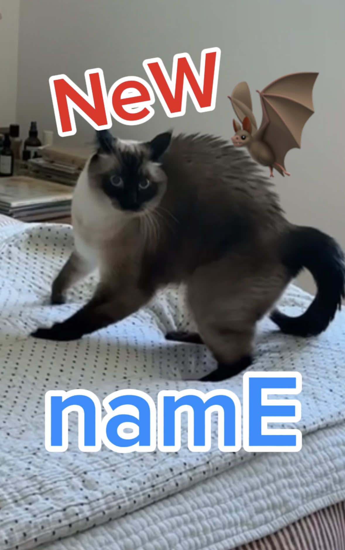 CAT SPEAKS NeW name,, 🦇 ,,:  -/: .. #bagagwa #catsoftiktok #viral  #hoco #skate 