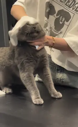 猫：wawo~wawo~wawo~ #猫 #猫咪 