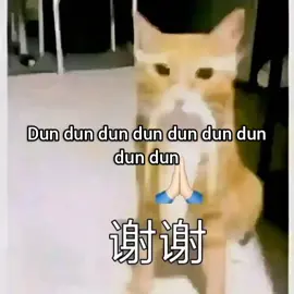 Pick up your phone #cat #funny #meme #fyp #chinese 