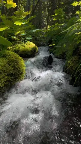 Rising up over an incredibly lush creek deep in the forest, where crystal-clear water tumbles over mossy rocks and ferns glow in the filtered sunlight. The mix of rushing water, greenery, and soft light makes this hidden corner of the woods feel alive with peace and wonder 😌