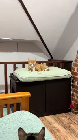 Revving the engine???? #orangecat #catsoftiktok #cattok #orangecatactivities #zoomies