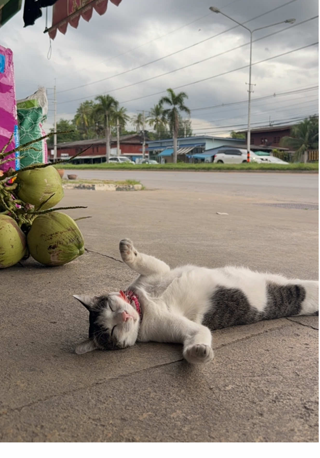 ภารกิจวันนี้: นอนให้โลกอิจฉา  Mission of the day: sleep like a boss 😼💤 #cat #cats #แมว #แมวน่ารัก #โมโม่แมวนอน 