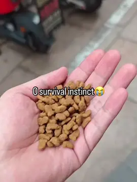 0 survival instincts  #fyp #memes #funny #viral #cats #cat #kitten 