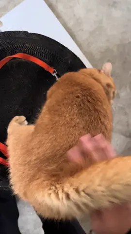 #cat 